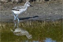 TEXEL HOLLANDE 17-05-26 02549   Photos ACG 2017