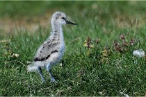 TEXEL HOLLANDE 17-05-26 02555   Photos ACG 2017