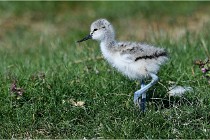 TEXEL HOLLANDE 17-05-26 02559   Photos ACG 2017