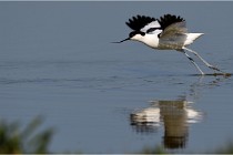 TEXEL HOLLANDE 17-05-26 02582   Photos ACG 2017