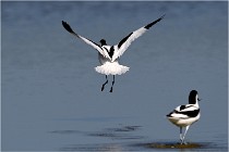 TEXEL HOLLANDE 17-05-26 02585   Photos ACG 2017