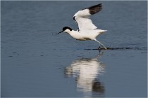 TEXEL HOLLANDE 17-05-26 02592   Photos ACG 2017