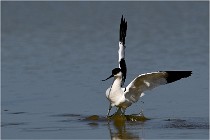 TEXEL HOLLANDE 17-05-26 02597   Photos ACG 2017