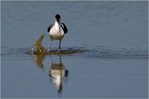 TEXEL HOLLANDE 17-05-26 02598   Photos ACG 2017