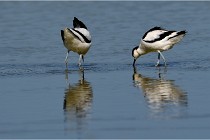 TEXEL HOLLANDE 17-05-26 02599   Photos ACG 2017