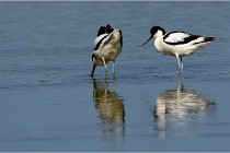 TEXEL HOLLANDE 17-05-26 02601   Photos ACG 2017