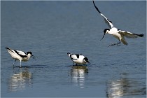 TEXEL HOLLANDE 17-05-26 02602   Photos ACG 2017