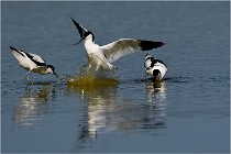 TEXEL HOLLANDE 17-05-26 02603   Photos ACG 2017