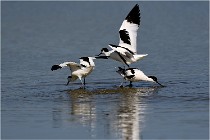 TEXEL HOLLANDE 17-05-26 02610   Photos ACG 2017