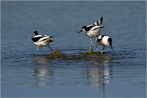 TEXEL HOLLANDE 17-05-26 02611   Photos ACG 2017