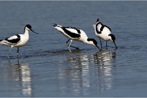 TEXEL HOLLANDE 17-05-26 02620   Photos ACG 2017