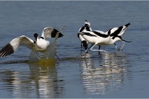 TEXEL HOLLANDE 17-05-26 02628   Photos ACG 2017