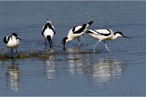TEXEL HOLLANDE 17-05-26 02629   Photos ACG 2017