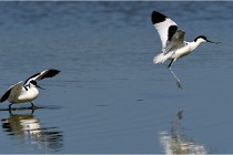 TEXEL HOLLANDE 17-05-26 02633   Photos ACG 2017