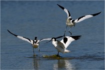 TEXEL HOLLANDE 17-05-26 02635   Photos ACG 2017