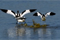 TEXEL HOLLANDE 17-05-26 02636   Photos ACG 2017
