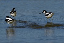 TEXEL HOLLANDE 17-05-26 02638   Photos ACG 2017