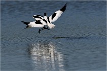 TEXEL HOLLANDE 17-05-26 02644   Photos ACG 2017