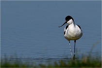 TEXEL HOLLANDE 17-05-26 02672   Photos ACG 2017
