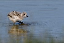 TEXEL HOLLANDE 17-05-26 02673   Photos ACG 2017