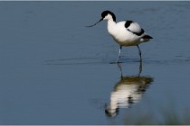 TEXEL HOLLANDE 17-05-26 02690   Photos ACG 2017