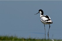 TEXEL HOLLANDE 17-05-26 02709   Photos ACG 2017