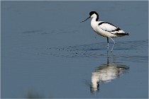 TEXEL HOLLANDE 17-05-26 02713   Photos ACG 2017