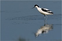 TEXEL HOLLANDE 17-05-26 02716   Photos ACG 2017