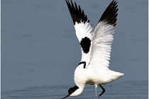 TEXEL HOLLANDE 17-05-26 02717   Photos ACG 2017