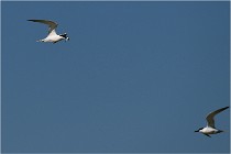 TEXEL HOLLANDE 17-05-26 02770   Photos ACG 2017