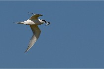 TEXEL HOLLANDE 17-05-26 02771   Photos ACG 2017