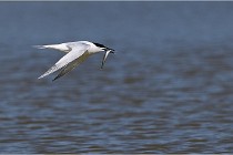 TEXEL HOLLANDE 17-05-26 02785   Photos ACG 2017