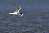 TEXEL HOLLANDE 17-05-26 02786   Photos ACG 2017