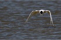 TEXEL HOLLANDE 17-05-26 02814   Photos ACG 2017