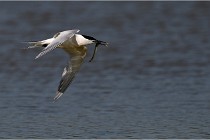 TEXEL HOLLANDE 17-05-26 02828   Photos ACG 2017