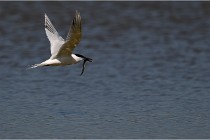 TEXEL HOLLANDE 17-05-26 02832   Photos ACG 2017
