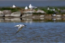 TEXEL HOLLANDE 17-05-26 02861   Photos ACG 2017