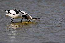 TEXEL HOLLANDE 17-05-26 02893   Photos ACG 2017