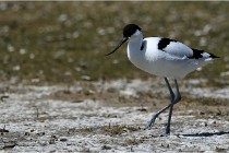 TEXEL HOLLANDE 17-05-26 03020   Photos ACG 2017