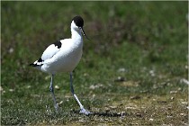 TEXEL HOLLANDE 17-05-26 03025   Photos ACG 2017