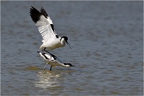 TEXEL HOLLANDE 17-05-26 03043   Photos ACG 2017