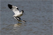 TEXEL HOLLANDE 17-05-26 03048   Photos ACG 2017