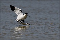 TEXEL HOLLANDE 17-05-26 03050   Photos ACG 2017