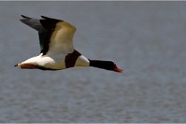 TEXEL HOLLANDE 17-05-26 03057   Photos ACG 2017