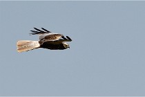TEXEL HOLLANDE 17-05-26 03119   Photos ACG 2017
