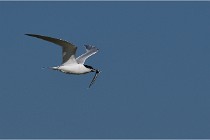 TEXEL HOLLANDE 17-05-26 07540   Photos ACG 2017