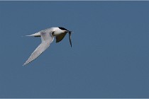 TEXEL HOLLANDE 17-05-26 07543   Photos ACG 2017