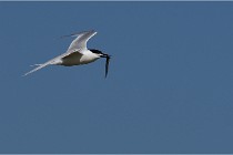 TEXEL HOLLANDE 17-05-26 07544   Photos ACG 2017