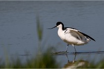 TEXEL HOLLANDE 17-05-26 07549   Photos ACG 2017