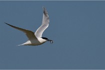 TEXEL HOLLANDE 17-05-26 07552   Photos ACG 2017